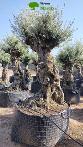 OLEA EUROPAEA-BONSAI-ALTO 270/350 120/140 TR