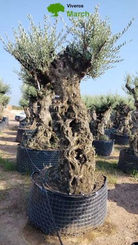 OLEA EUROPAEA-BONSAI-ALTO 270/350 120/140 TR