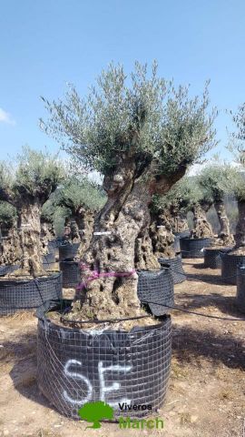 OLEA EUROPAEA-BONSAI-ALTO 270/350 120/140 TR