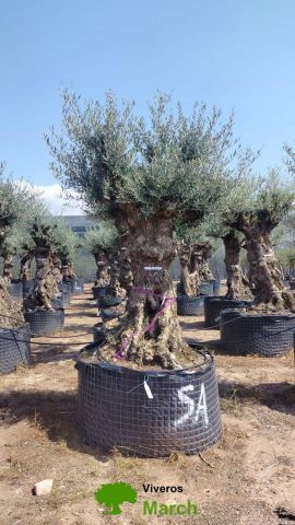 OLEA EUROPAEA-BONSAI-ALTO 270/350 120/140 TR