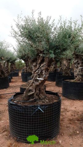 OLEA EUROPAEA-BONSAI-ALTO 270/350 120/140 TR