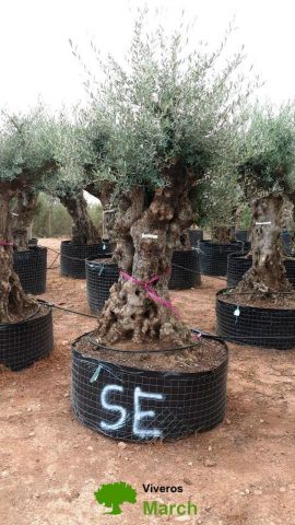 OLEA EUROPAEA-BONSAI-ALTO 270/350 120/140 TR