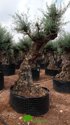 OLEA EUROPAEA-BONSAI-ALTO 270/350 120/140 TR