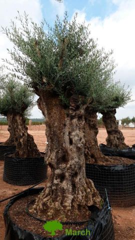 OLEA EUROPAEA-BONSAI-ALTO 270/350 120/140 TR
