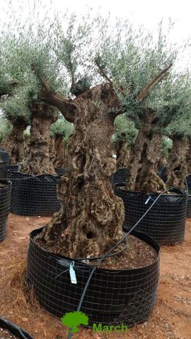 OLEA EUROPAEA-BONSAI-ALTO 270/350 120/140 TR