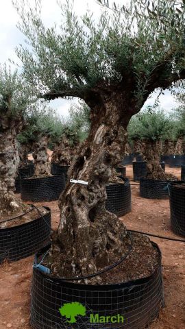 OLEA EUROPAEA-BONSAI-ALTO 270/350 120/140 TR