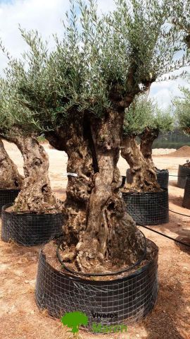 OLEA EUROPAEA-BONSAI-ALTO 270/350 120/140 TR