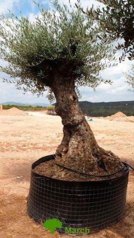 OLEA EUROPAEA-BONSAI-ALTO 270/350 120/140 TR