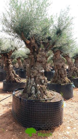 OLEA EUROPAEA-BONSAI-ALTO 270/350 120/140 TR