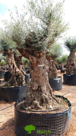 OLEA EUROPAEA-BONSAI-ALTO 270/350 120/140 TR
