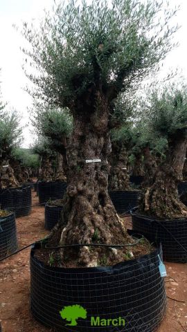 OLEA EUROPAEA-BONSAI-ALTO 270/350 120/140 TR