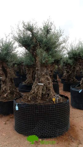 OLEA EUROPAEA-BONSAI-ALTO 270/350 HT 140/160 TR