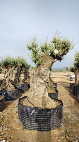 OLEA EUROPAEA-BONSAI-ALTO 270/350 HT 140/160 TR