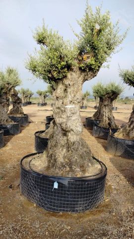OLEA EUROPAEA-BONSAI-ALTO 270/350 HT 140/160 TR