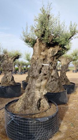 OLEA EUROPAEA-BONSAI-ALTO 270/350 HT 140/160 TR
