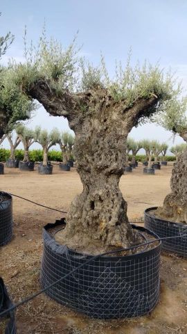 OLEA EUROPAEA-BONSAI-ALTO 270/350 HT 140/160 TR