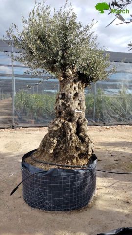 OLEA EUROPAEA-BONSAI-ALTO 270/350 HT 140/160 TR