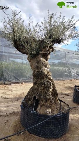 OLEA EUROPAEA-BONSAI-ALTO 270/350 HT 140/160 TR