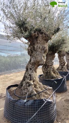 OLEA EUROPAEA-BONSAI-ALTO 270/350 HT 140/160 TR