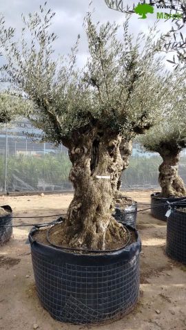 OLEA EUROPAEA-BONSAI-ALTO 270/350 HT 140/160 TR