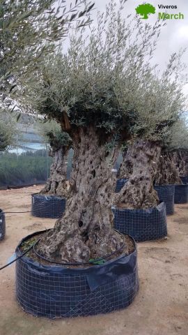 OLEA EUROPAEA-BONSAI-ALTO 270/350 HT 140/160 TR