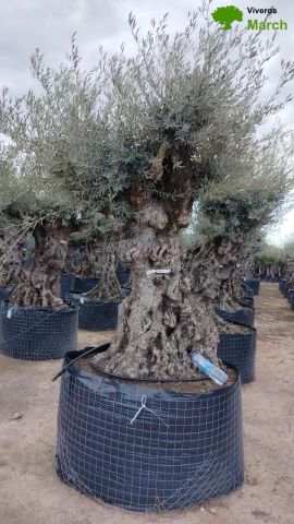 OLEA EUROPAEA-BONSAI-ALTO 270/350 HT 140/160 TR