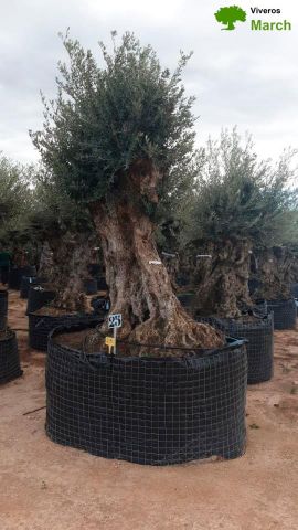 OLEA EUROPAEA-BONSAI-ALTO 270/350 HT 140/160 TR