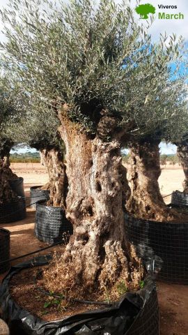 OLEA EUROPAEA-BONSAI-ALTO 270/350 HT 140/160 TR