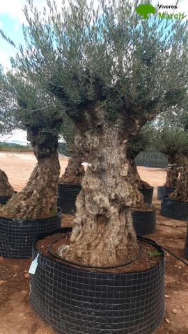 OLEA EUROPAEA-BONSAI-ALTO 270/350 HT 140/160 TR