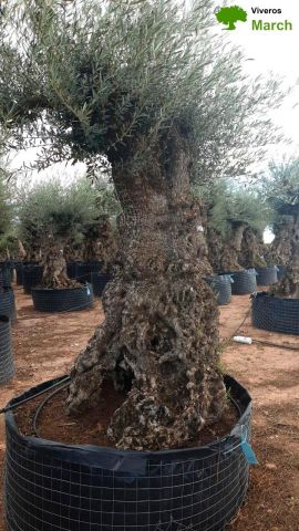 OLEA EUROPAEA-BONSAI-ALTO 270/350 HT 140/160 TR