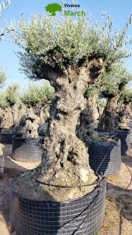 OLEA EUROPAEA-BONSAI-ALTO 270/350 HT 140/160 TR