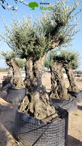 OLEA EUROPAEA-BONSAI-ALTO 270/350 HT 140/160 TR