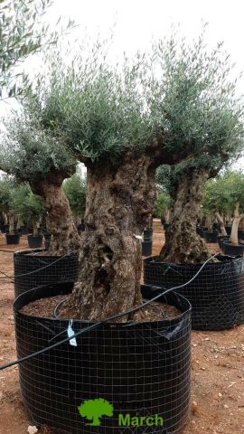 OLEA EUROPAEA-BONSAI-ALTO 270/350 HT 140/160 TR
