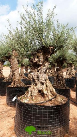 OLEA EUROPAEA-BONSAI-ALTO 270/350 HT 140/160 TR
