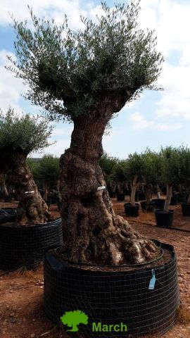 OLEA EUROPAEA-BONSAI-ALTO 270/350 HT 140/160 TR