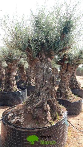 OLEA EUROPAEA-BONSAI-ALTO 270/350 HT 140/160 TR