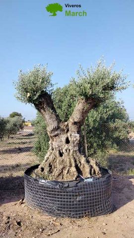 OLEA EUROPAEA-BONSAI-ALTO 270/350 HT 140/160 TR