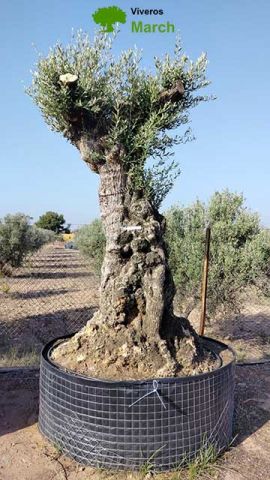 OLEA EUROPAEA-BONSAI-ALTO 270/350 HT 140/160 TR