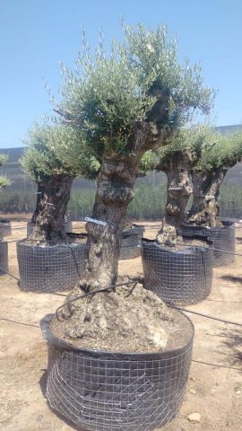 OLEA EUROPAEA-BONSAI-ALTO 270/350 HT 80/100 TR
