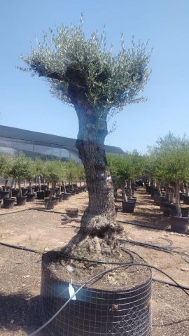 OLEA EUROPAEA-BONSAI-ALTO 270/350 HT 80/100 TR