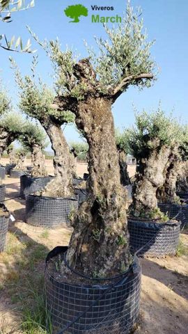OLEA EUROPAEA-BONSAI-ALTO 270/350 HT 80/100 TR