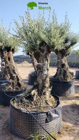 OLEA EUROPAEA-BONSAI-ALTO 270/350 HT 80/100 TR