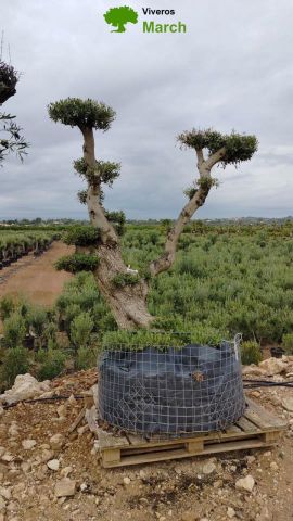 OLEA EUROPAEA-PP TUMBADO 100/120 - HT 240/280