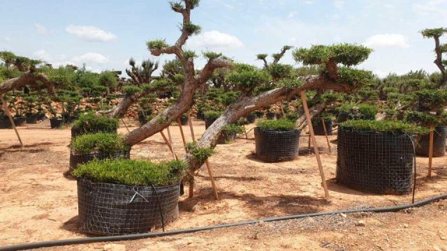 OLEA EUROPAEA-PP TUMBADO 100/120 - HT 240/280