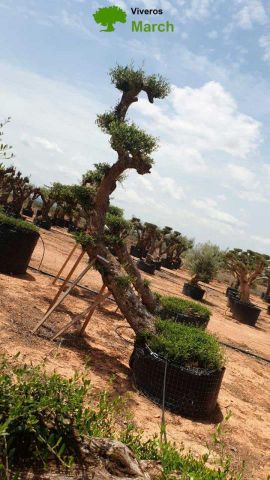 OLEA EUROPAEA-PP TUMBADO 100/120 - HT 240/280