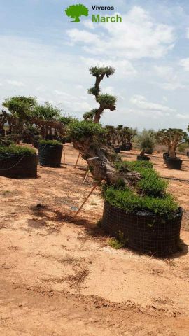 OLEA EUROPAEA-PP TUMBADO 100/120 - HT 240/280