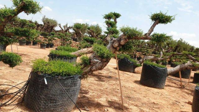 OLEA EUROPAEA-PP TUMBADO 100/120 - HT 240/280
