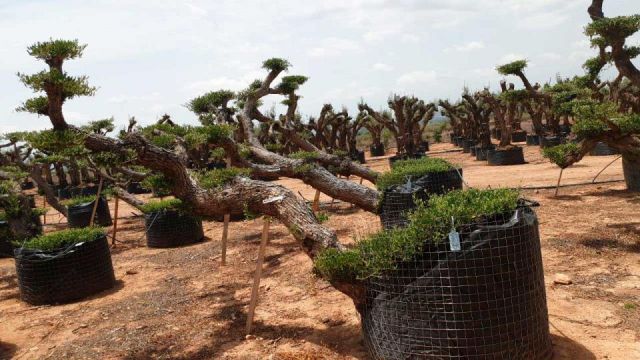 OLEA EUROPAEA-PP TUMBADO 100/120 - HT 240/280