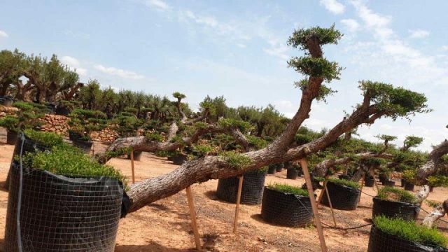 OLEA EUROPAEA-PP TUMBADO 100/120 - HT 240/280