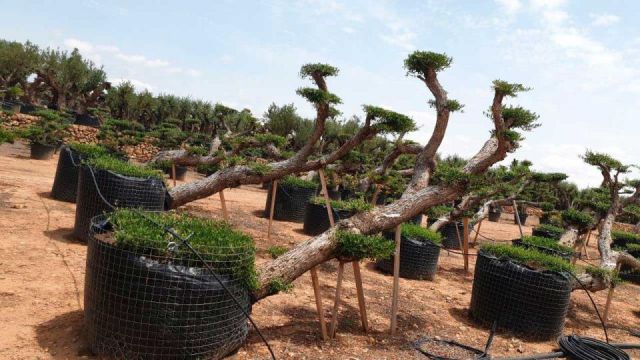 OLEA EUROPAEA-PP TUMBADO 100/120 - HT 240/280